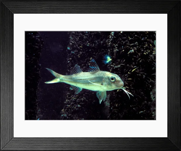 Framed Print : Striped Red Mullet Fish Underwater Framed Print : Striped Red Mullet Fish Underwater