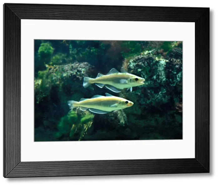 Framed Print : Whiting Fish Underwater Framed Print : Whiting Fish Underwater