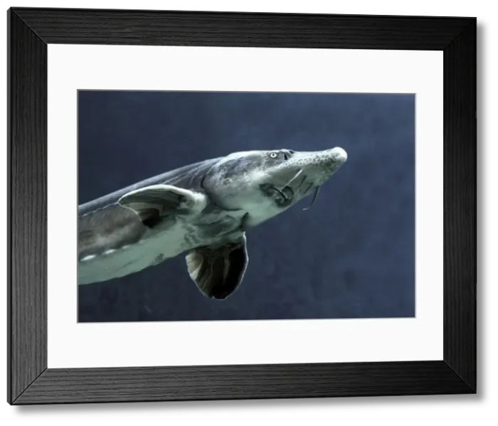 Framed Print : Siberian Sturgeon - underwater Framed Print : Siberian Sturgeon - underwater