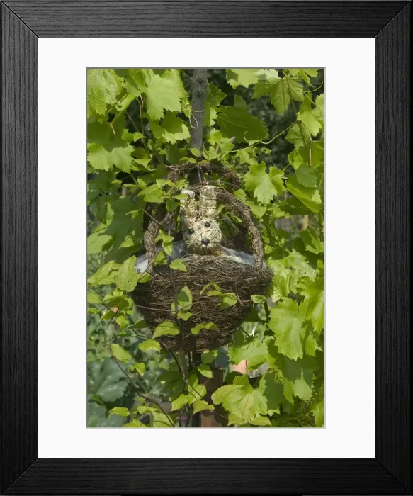 Framed Print : Straw Rabbit - in basket hanging among vines