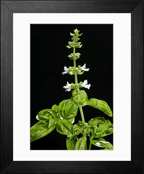 Framed Print : Basil - in flower Framed Print : Basil - in flower