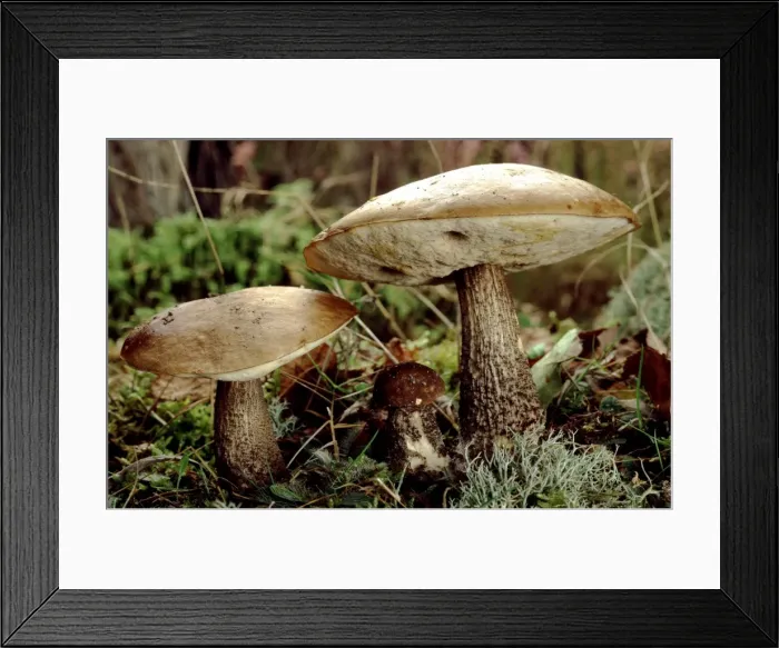 Framed Print : Birch Bolete Fungi Framed Print : Birch Bolete Fungi