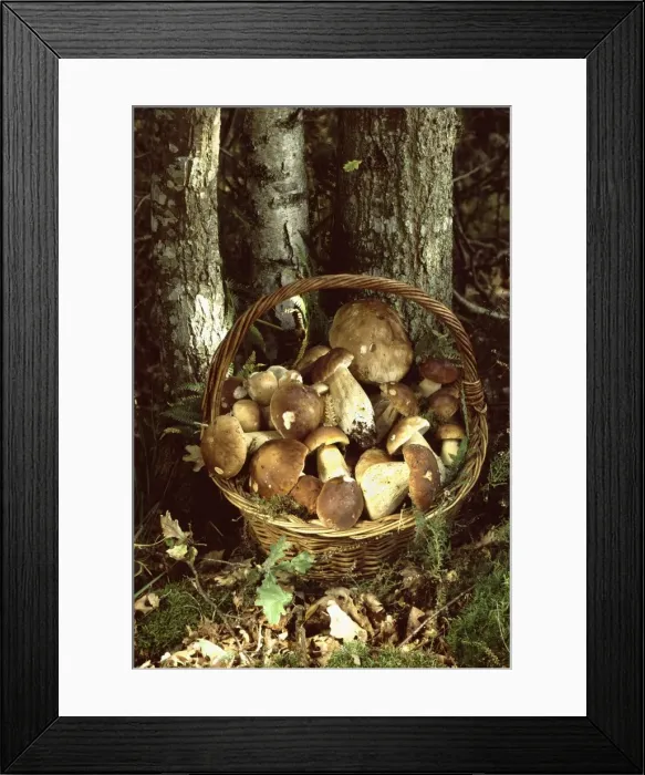 Framed Print : Basket of Bolete Fungi France Framed Print : Basket of Bolete Fungi France