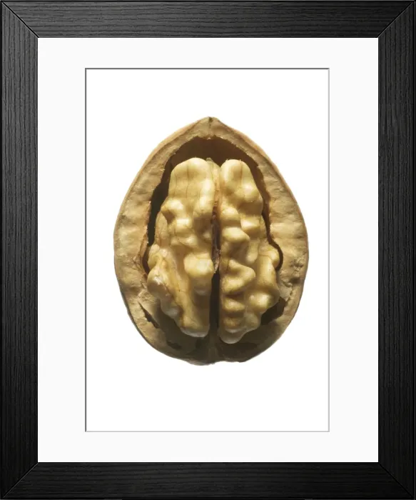 Framed Print : Walnuts In shell Framed Print : Walnuts In shell