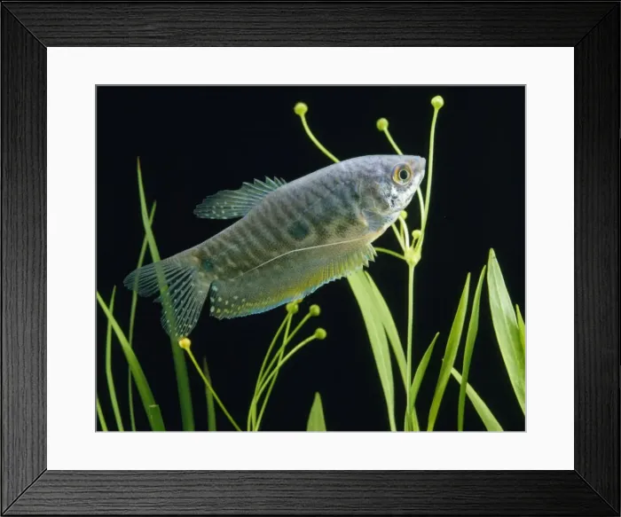 Framed Print : Blue / Three-spot Gourami Framed Print : Blue / Three-spot Gourami