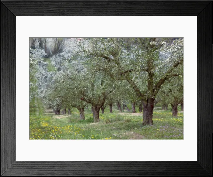 Framed Print : Orchard Rows of trees France