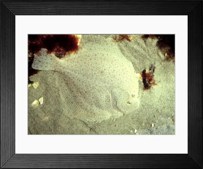 Framed Print : Turbot Fish Underwater - camouflaged by seabed Framed Print : Turbot Fish Underwater - camouflaged by seabed