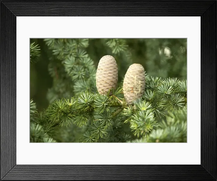 Framed Print : Pine Cones on Cedar Tree Framed Print : Pine Cones on Cedar Tree