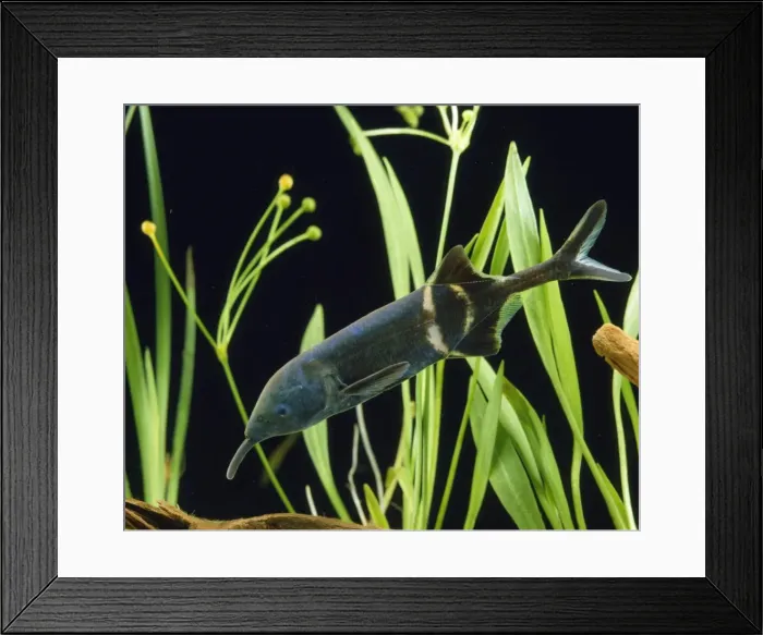 Framed Print : Elephant Trunk Electric Fish Framed Print : Elephant Trunk Electric Fish