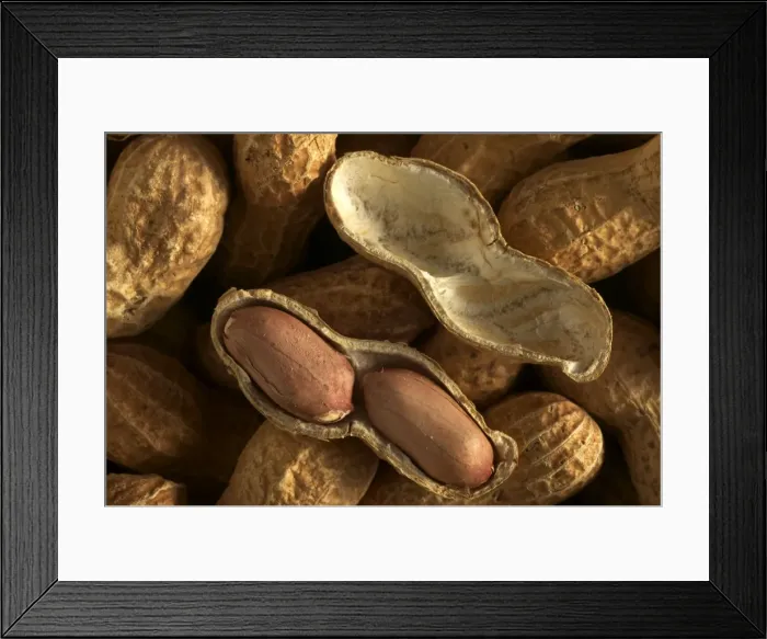 Framed Print : Peanuts. LA-908. Groundnuts / Peanuts - showing seed case Framed Print : Peanuts. LA-908. Groundnuts / Peanuts - showing seed case