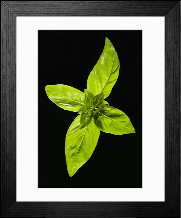 Framed Print : Basil - leaves Framed Print : Basil - leaves