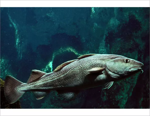 Atlantic Cod Fish Underwater
