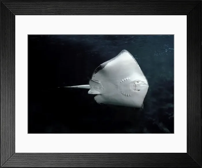 Framed Print : Eagle Ray - underside Framed Print : Eagle Ray - underside
