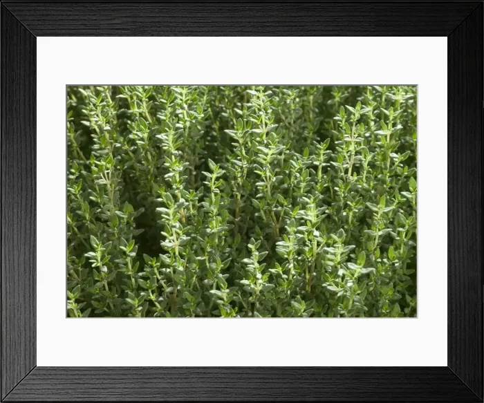 Framed Print : Thyme - close-up Framed Print : Thyme - close-up