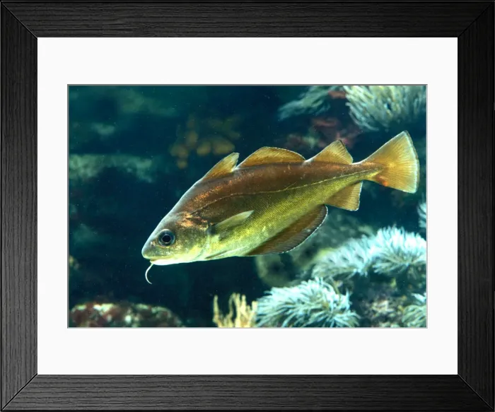 Framed Print : Pouting / Bib Fish Underwater Framed Print : Pouting / Bib Fish Underwater