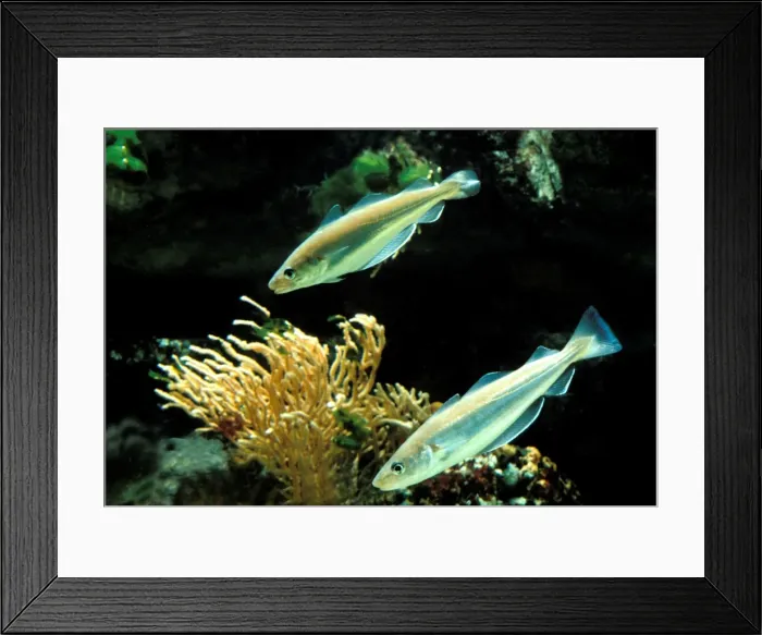 Framed Print : Whiting Fish Underwater Framed Print : Whiting Fish Underwater