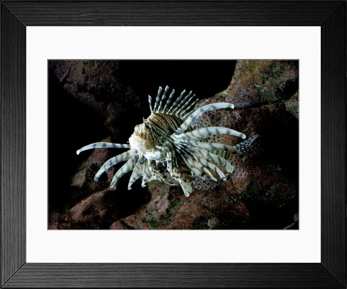 Framed Print : Lionfish. LA-2367. Lionfish. Pterois radiata Framed Print : Lionfish. LA-2367. Lionfish. Pterois radiata