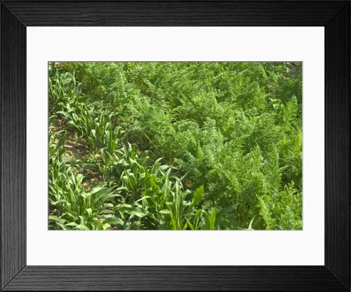 Framed Print : Carrots and maize / corn growing - in Allotment / Vegetable Garden / Kitchen Garden Framed Print : Carrots and maize / corn growing - in Allotment / Vegetable Garden / Kitchen Garden