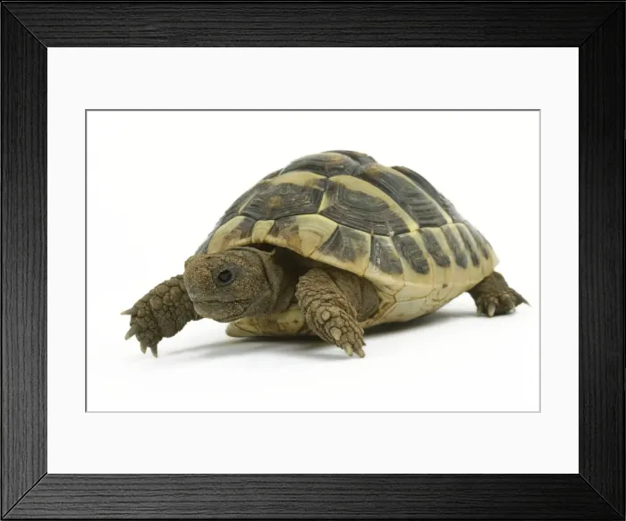 Framed Print : Tortoise - in studio Framed Print : Tortoise - in studio