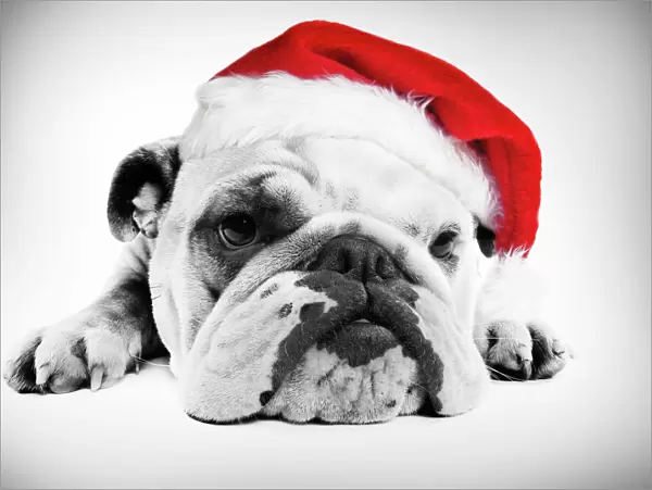 English Bulldog - lying in studio wearing a Christmas hat Digital Manipulation: Hat (Su)