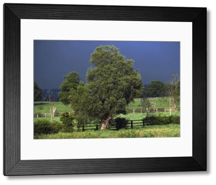 Framed Print : View of fields and trees with storm clouds behind
