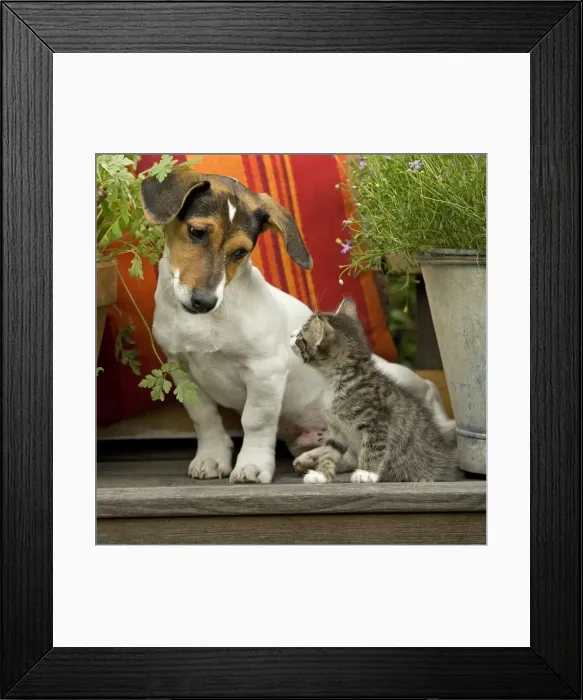 Framed Print : Dog - 3 month old Jack Russell Terrier Puppy with 2 month old kitten Framed Print : Dog - 3 month old Jack Russell Terrier Puppy with 2 month old kitten