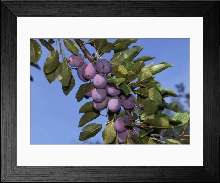 Framed Print : Fruit - Plums on branch Framed Print : Fruit - Plums on branch
