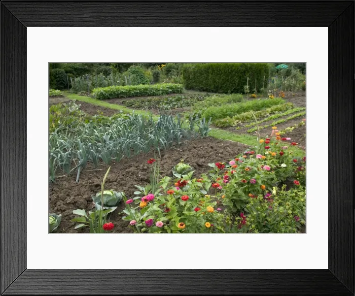 Framed Print : Leeks growing in Allotment / Vegetable Garden / Kitchen Garden with flowers Framed Print : Leeks growing in Allotment / Vegetable Garden / Kitchen Garden with flowers