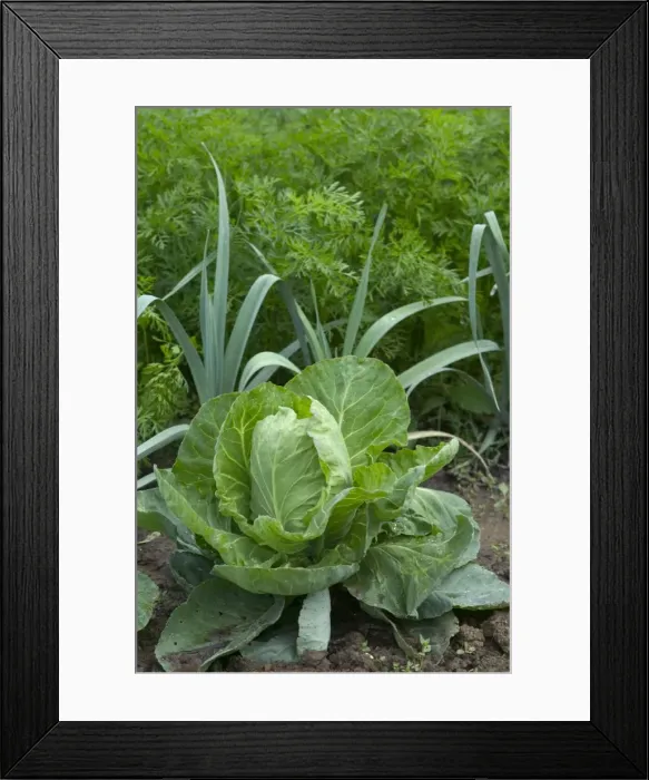 Framed Print : Cabbage with leeks & carrots growing behind - in Allotment / Vegetable Garden / Kitchen Garden Framed Print : Cabbage with leeks & carrots growing behind - in Allotment / Vegetable Garden / Kitchen Garden