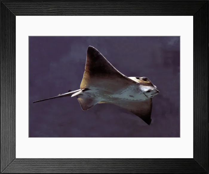Framed Print : Fish - Ray underwater Framed Print : Fish - Ray underwater