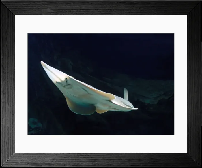 Framed Print : Fish - Ray underside Framed Print : Fish - Ray underside