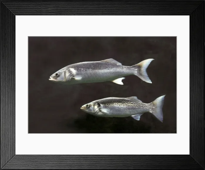 Framed Print : Sea Bass / Sea Dace - two Framed Print : Sea Bass / Sea Dace - two