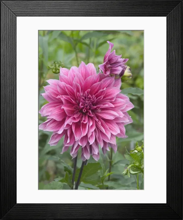 Framed Print : Dahlia - close-up of flower