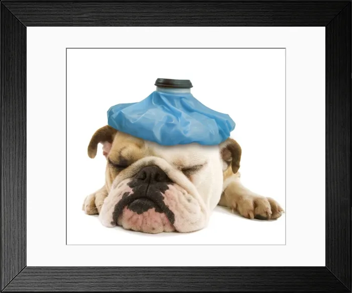 Framed Print : English Bulldog - lying in studio, with ice pack head Digital Manpulation: Ice pack (LA) Framed Print : English Bulldog - lying in studio, with ice pack head Digital Manpulation: Ice pack (LA)