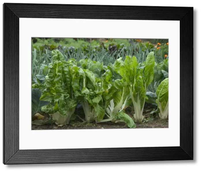 Framed Print : Chard growing in Allotment / Vegetable Garden / Kitchen Garden with flowers Framed Print : Chard growing in Allotment / Vegetable Garden / Kitchen Garden with flowers