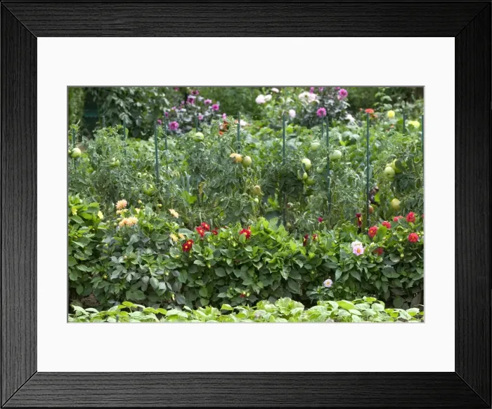Framed Print : Tomatoes growing in Allotment / Vegetable Garden / Kitchen Garden with flowers Framed Print : Tomatoes growing in Allotment / Vegetable Garden / Kitchen Garden with flowers