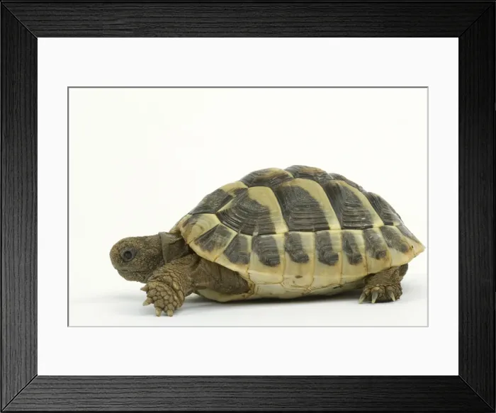 Framed Print : Tortoise - in studio Framed Print : Tortoise - in studio