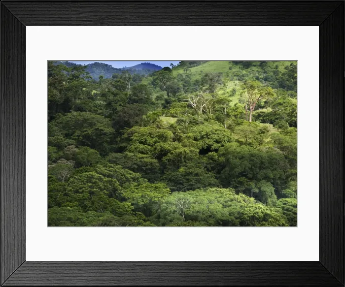 Framed Print : Mexico - forest Framed Print : Mexico - forest