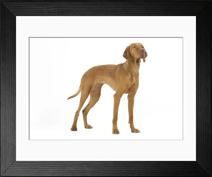 Framed Print : Hungarian Vizsla - in studio. Also known as Magyar Vizsla Framed Print : Hungarian Vizsla - in studio. Also known as Magyar Vizsla