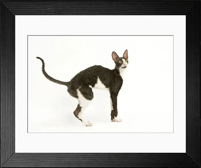 Framed Print : Cat - Cornish Rex bicolor Framed Print : Cat - Cornish Rex bicolor