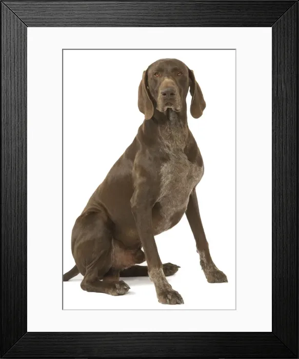 Framed Print : Dog - German short-haired pionter in studio Framed Print : Dog - German short-haired pionter in studio