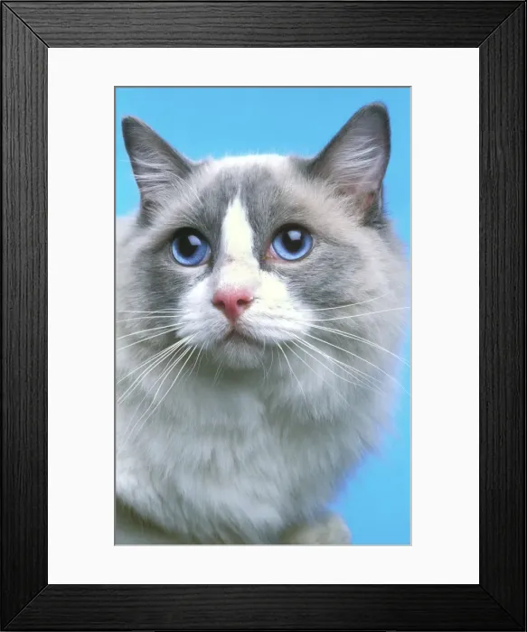 Framed Print : Cat - Ragdoll - close-up of face Framed Print : Cat - Ragdoll - close-up of face