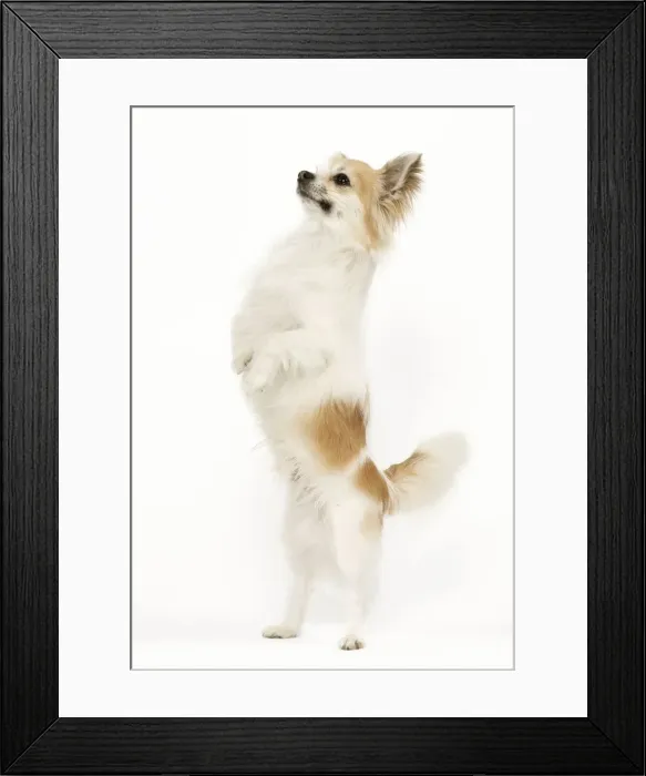 Framed Print : Long-haired Chihuahua - in studio standing on hind legs Framed Print : Long-haired Chihuahua - in studio standing on hind legs