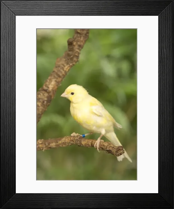 Framed Print : Yellow Canary Framed Print : Yellow Canary