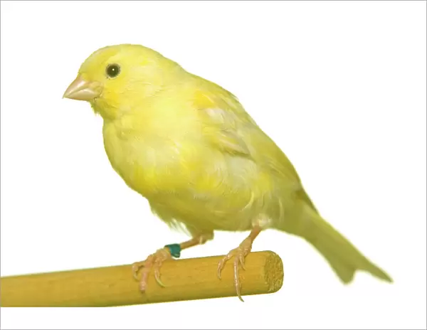 Yellow Canary - on perch