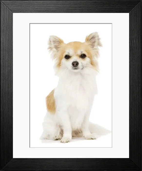 Framed Print : Long-haired Chihuahua - in studio Framed Print : Long-haired Chihuahua - in studio
