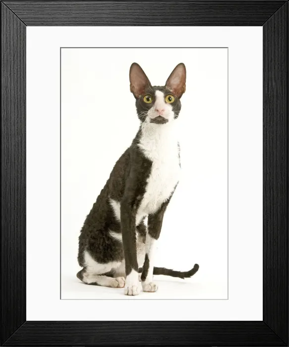 Framed Print : Cat - Cornish Rex bicolor Framed Print : Cat - Cornish Rex bicolor
