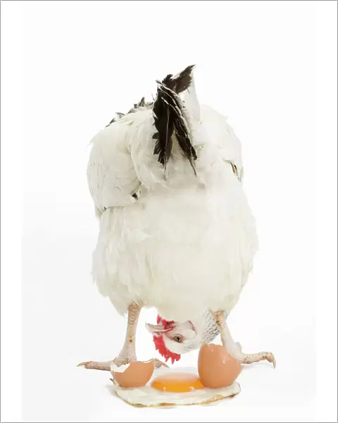 Sussex Chicken - in studio looking at fried egg Digital Manipulation: removed bottom