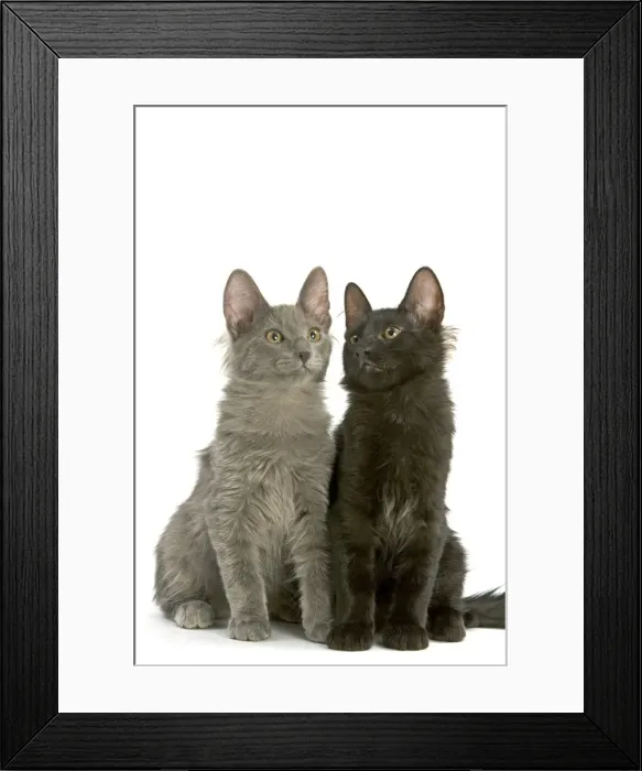 Framed Print : Cat - Turkish Angora Kittens in studio Framed Print : Cat - Turkish Angora Kittens in studio