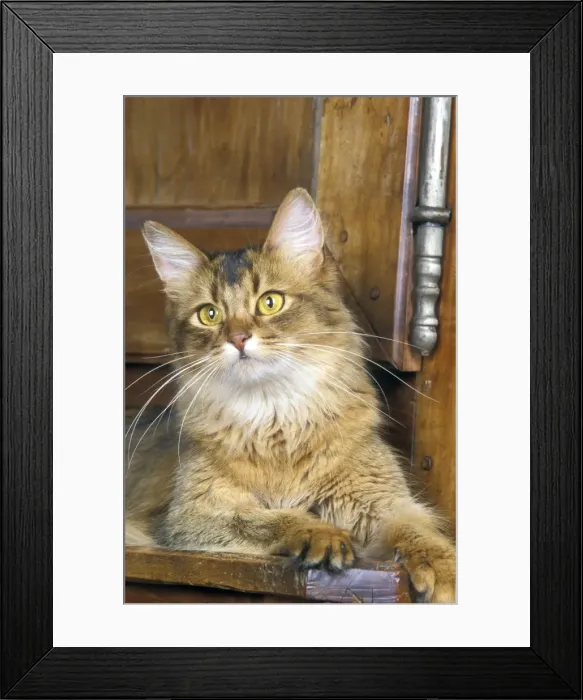 Framed Print : Cat - Somali Framed Print : Cat - Somali